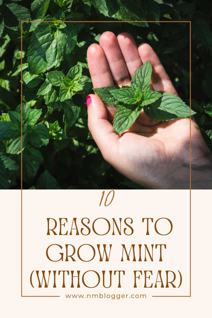  Reasons to Grow Mint (Without Fear)