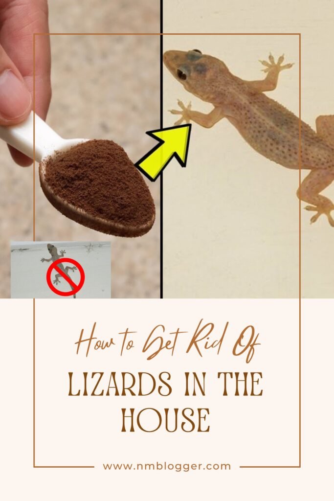 How to Get Rid of Lizards in the House