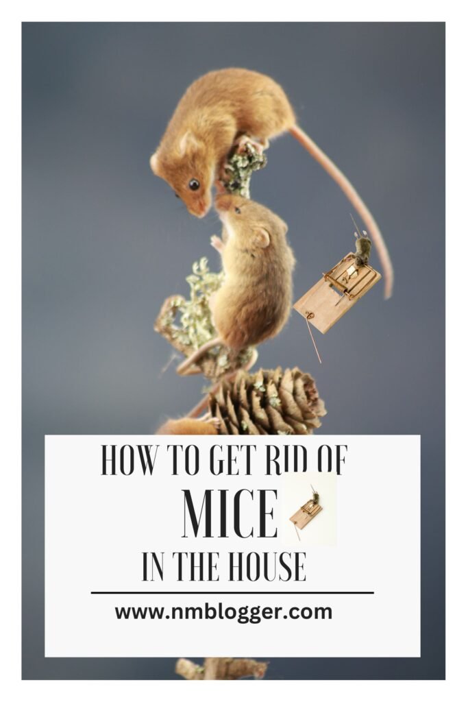 How to Get Rid of Mice in the House